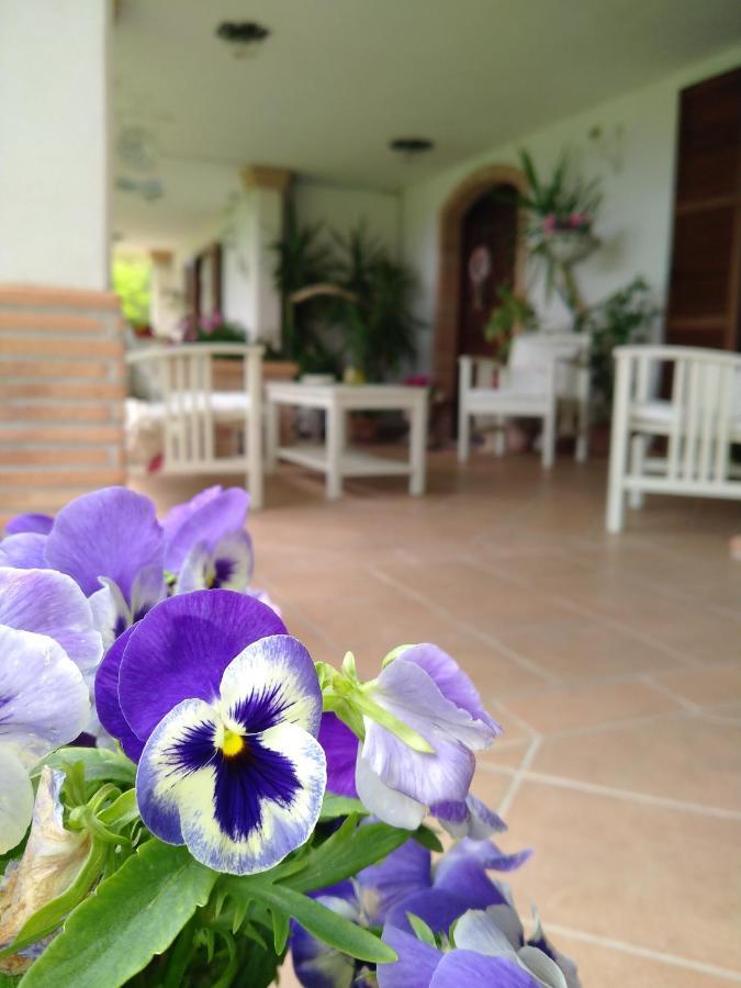 B&B Il Cantico Greccio Dış mekan fotoğraf